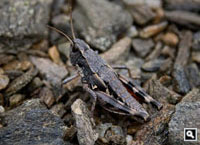 Alpine grashopper