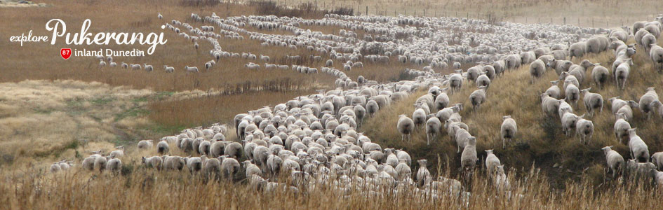 Sheep near Pukeranmgi