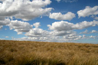 Te Papanui Conservation Park